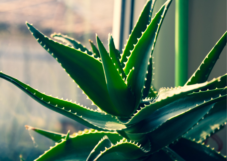 Purifier sa maison avec les plantes